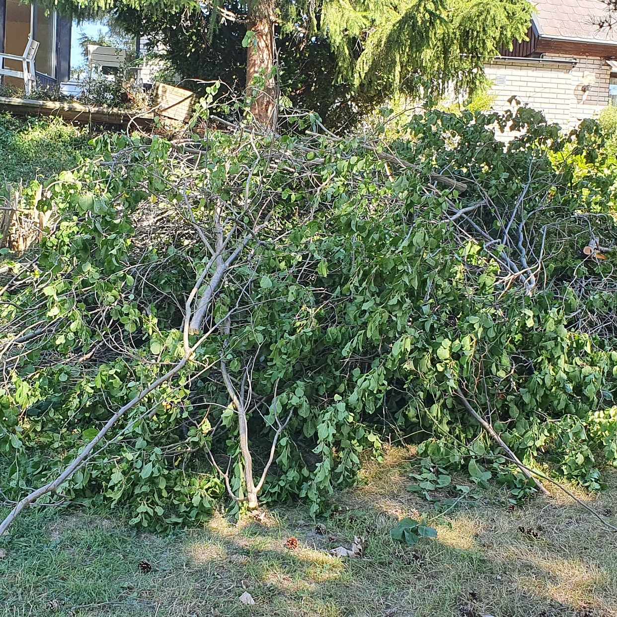 image of Tree cuttings to remove - Skärholmen