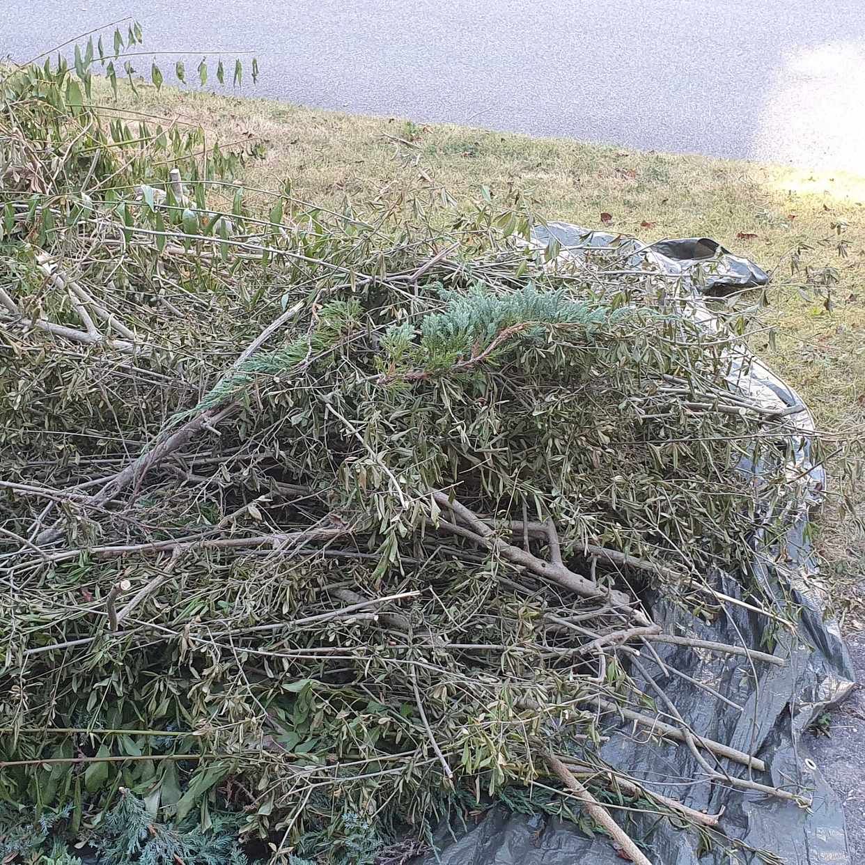 image of Tree cuttings to remove - Skärholmen
