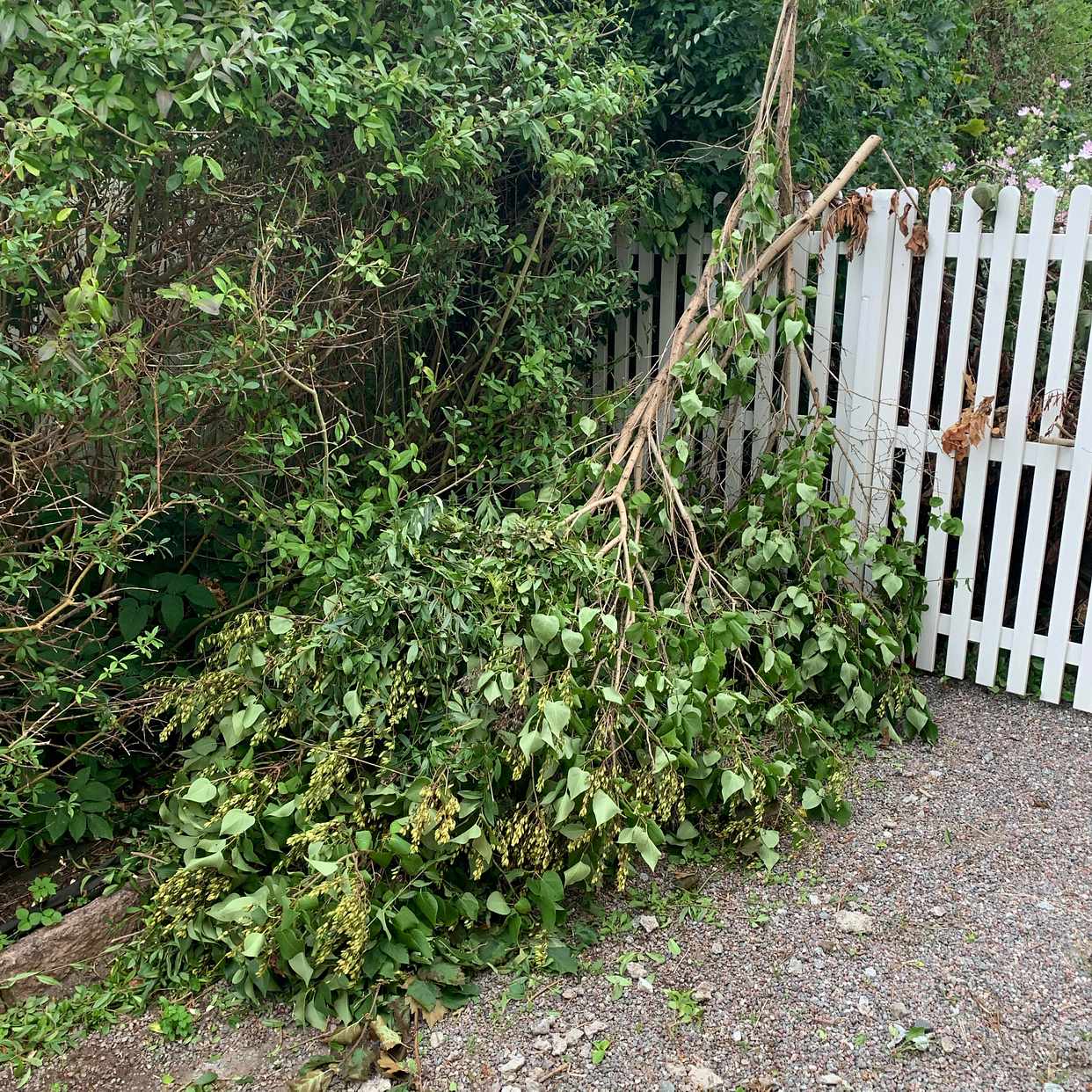 image of Remove garden waste - Bromma