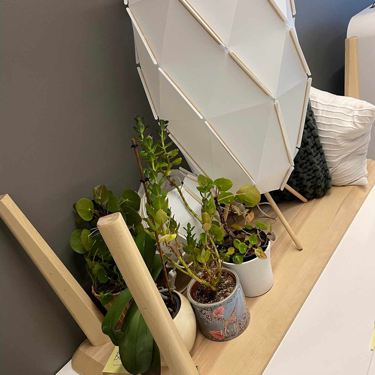 image of Sofa table, plants, lamps - 
