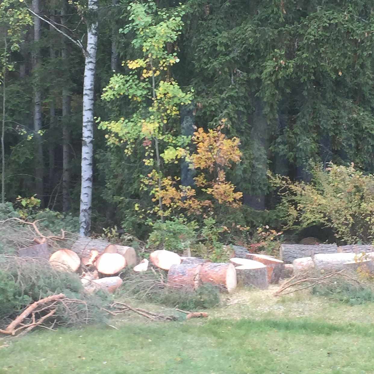 image of Trädfällning - Järfälla