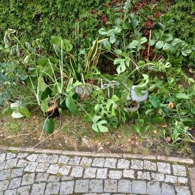 image of Move 5-6 house plants - 