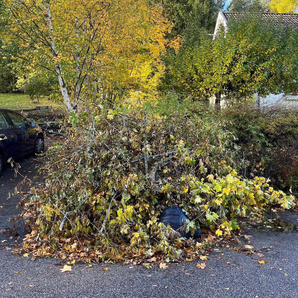 image of Buskar, grenar till återv - Sollentuna