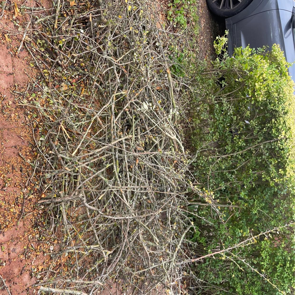 image of Tree branches bits - Ealing