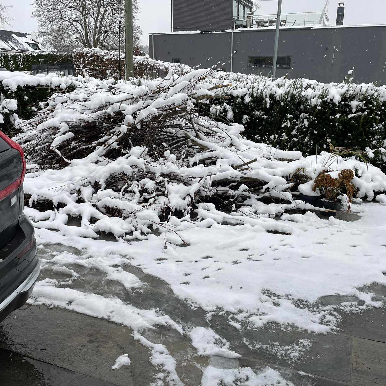 image of Ta hand om en hög grenar - Djursholm