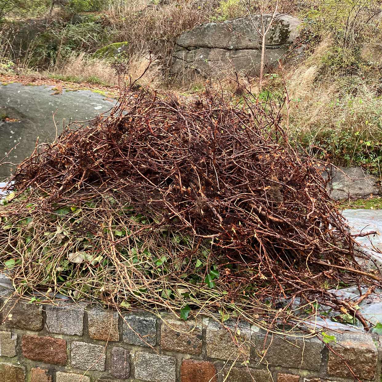 image of Grenar/ris enl bild - Västra Frölunda