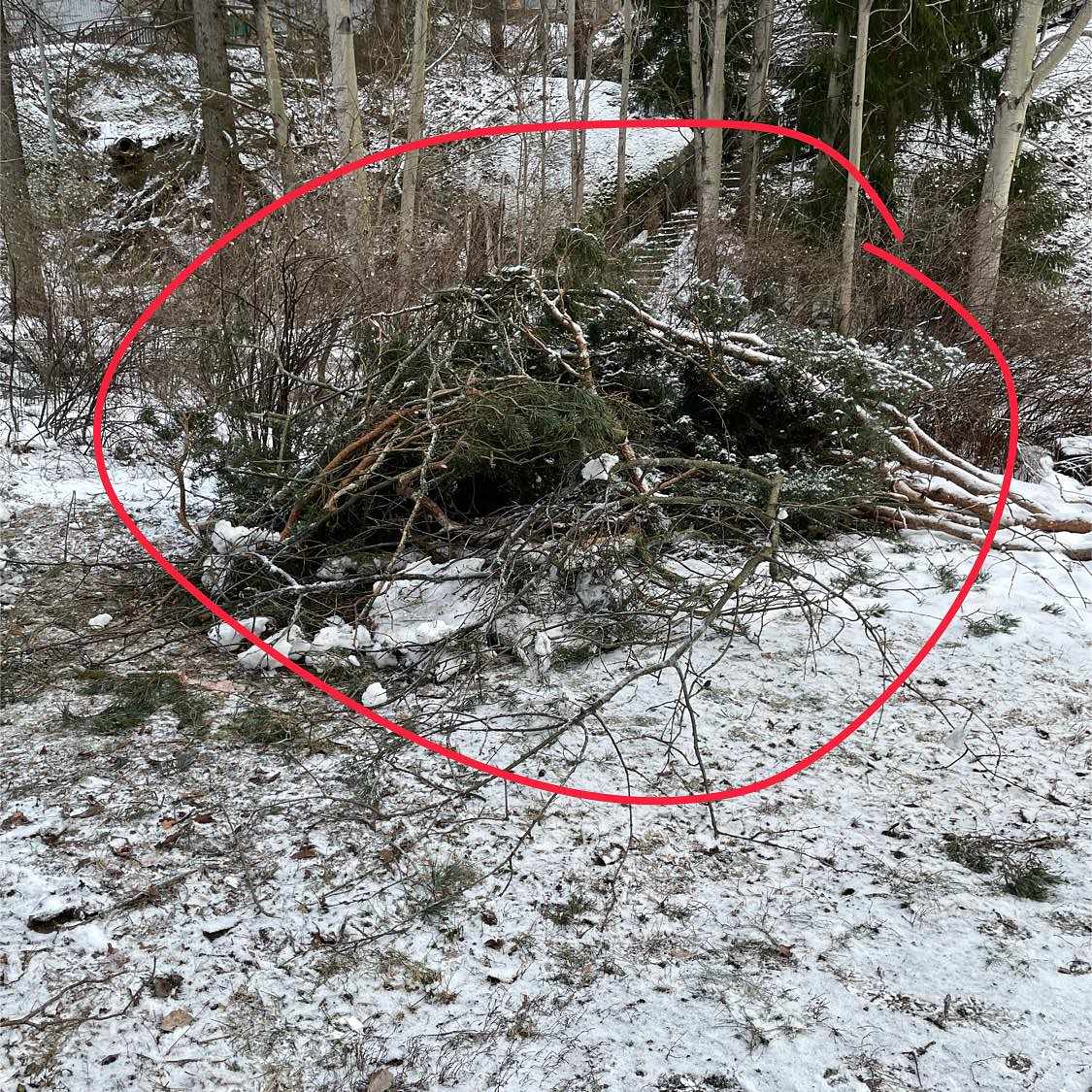 image of Löv, grenar, plank - Tyresö