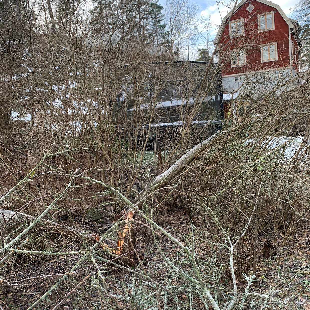 image of Såga träd med motorsåg - Stocksund
