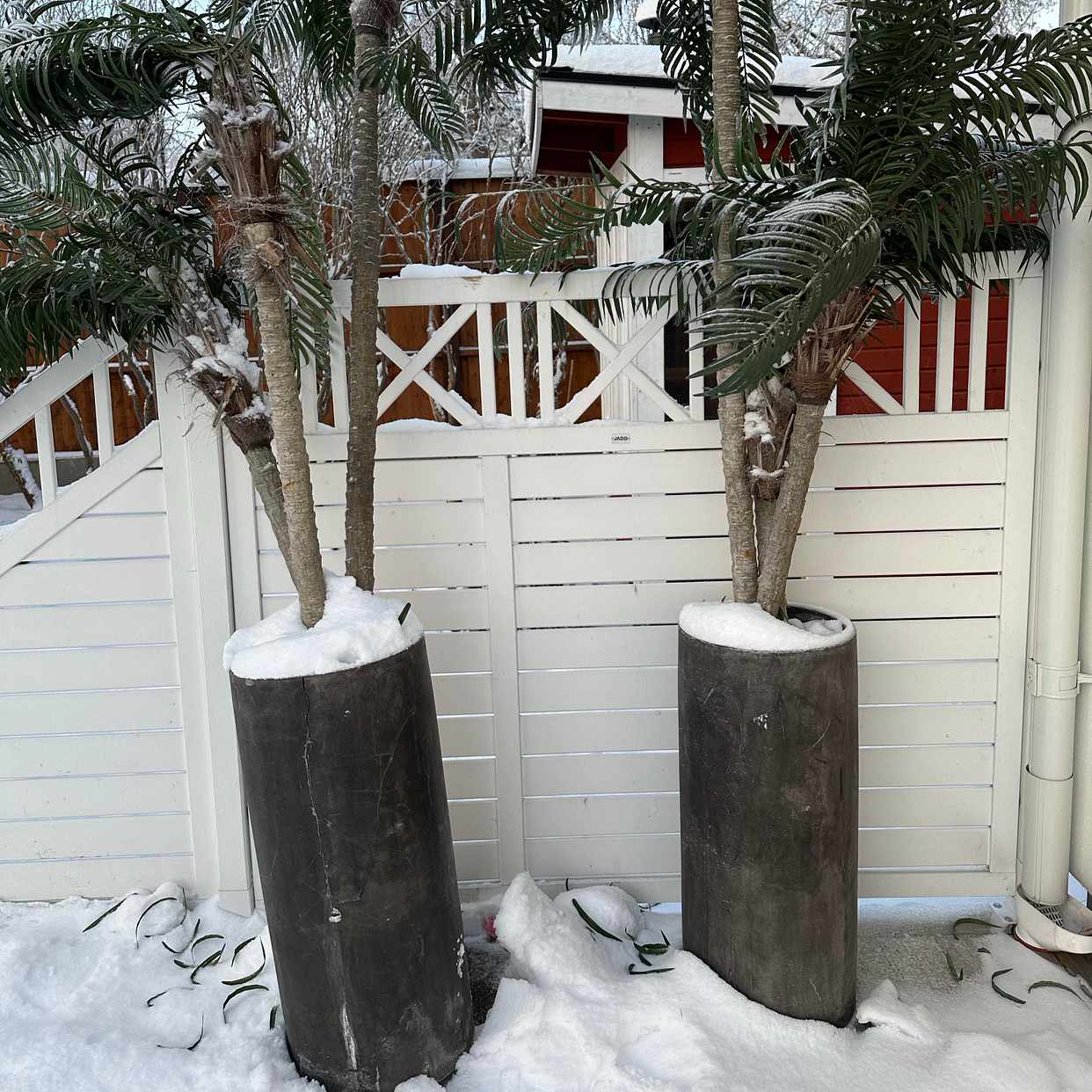 image of 3 palmer i kruka - Danderyd