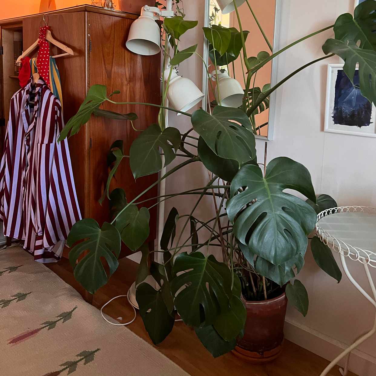 image of Monstrera söker nytt hem - Vällingby