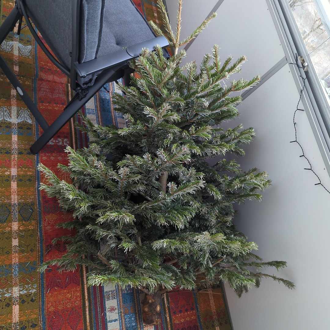 image of Julgran För Återvinning - Farsta