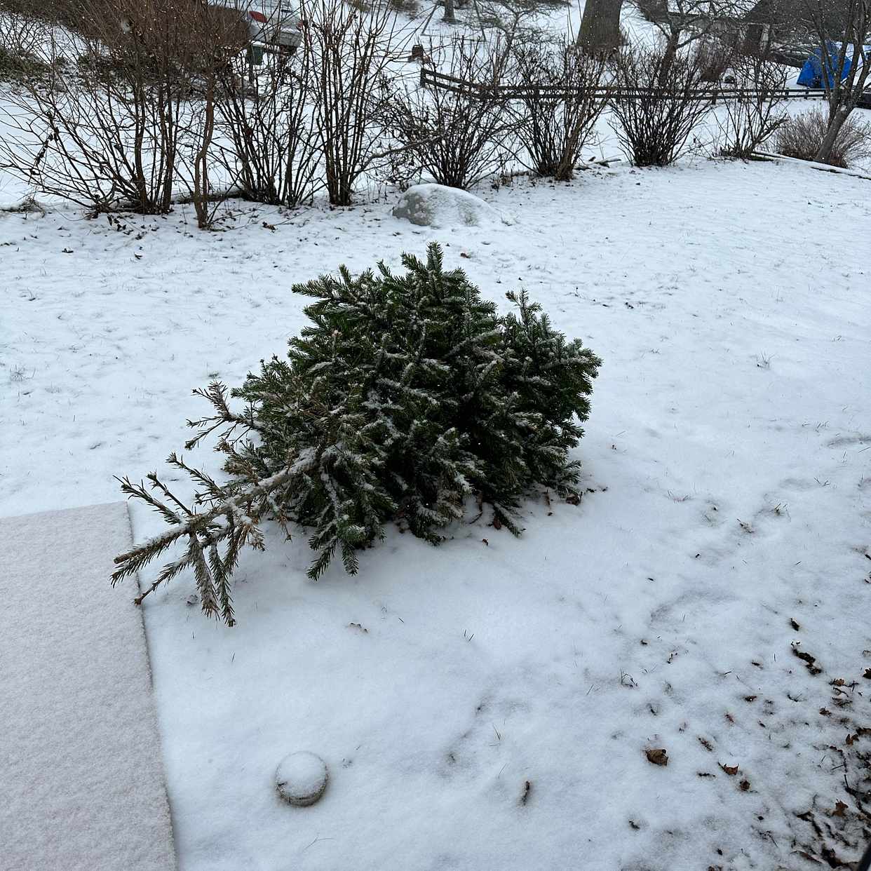 image of Kartong och 🌲 gran - Järfälla