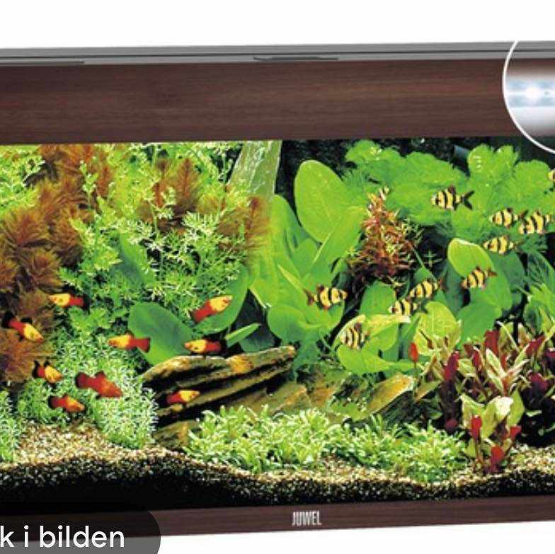 image of Akvarium - 