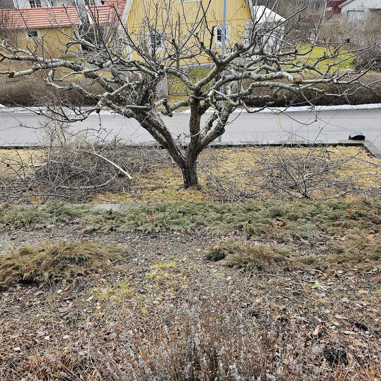 image of Kvistar - Sollentuna