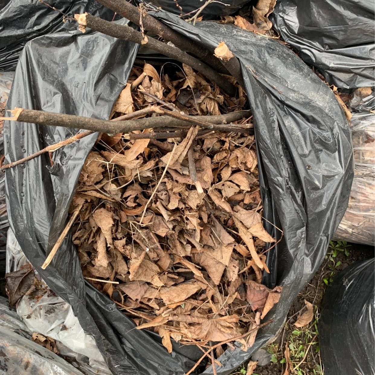 image of Bagged leaves - Segeltorp