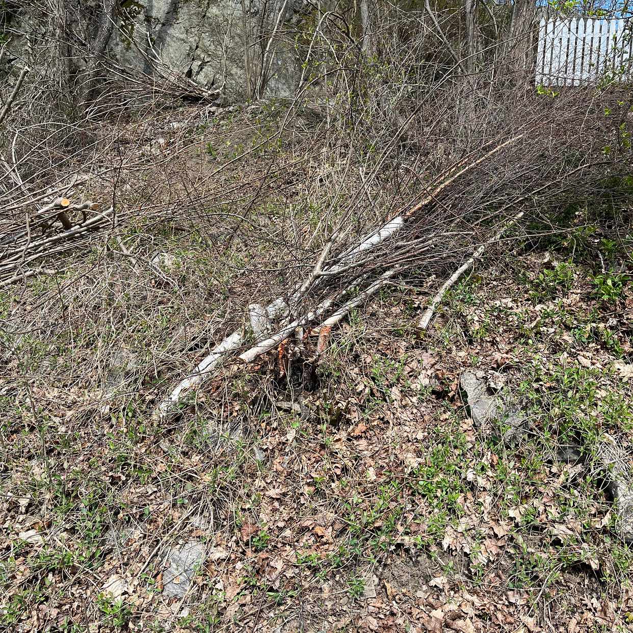 image of Avverkat sly o små träd - Huddinge