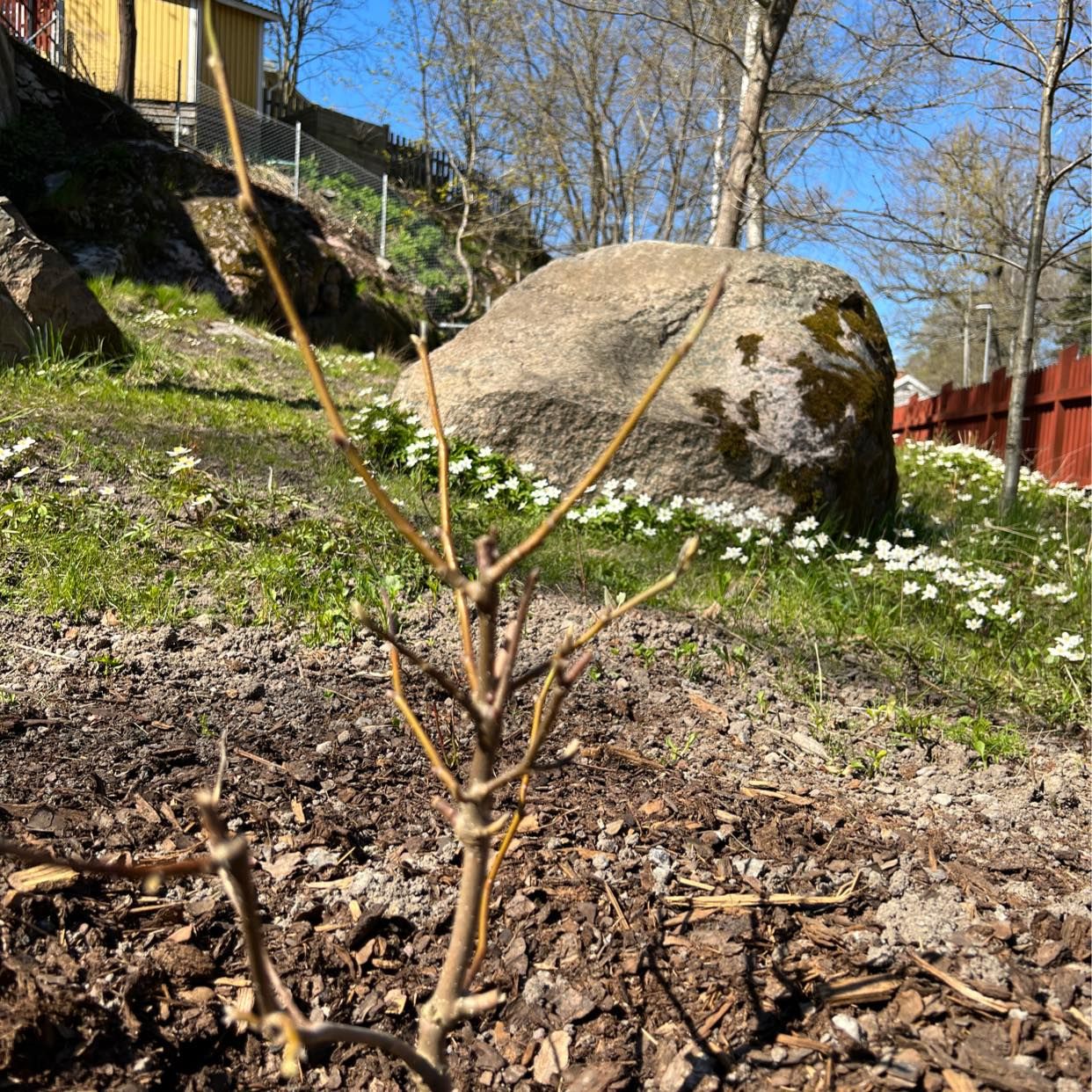 image of Magnolia - Stocksund