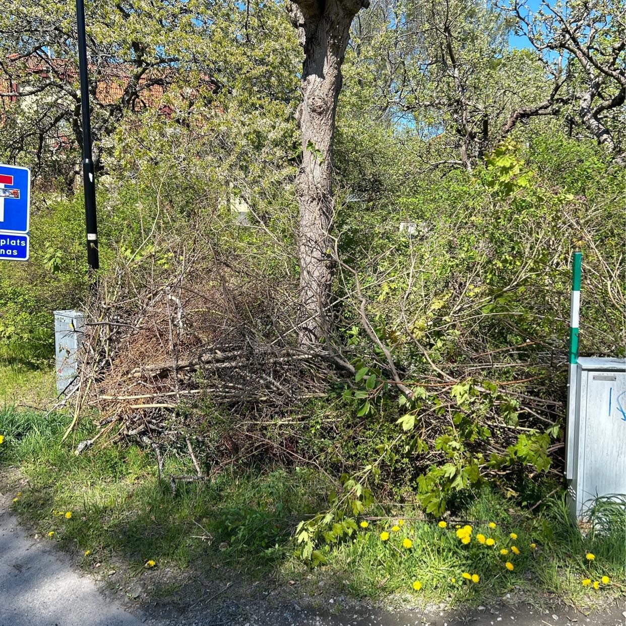 image of Kvistar och grenar - Nacka