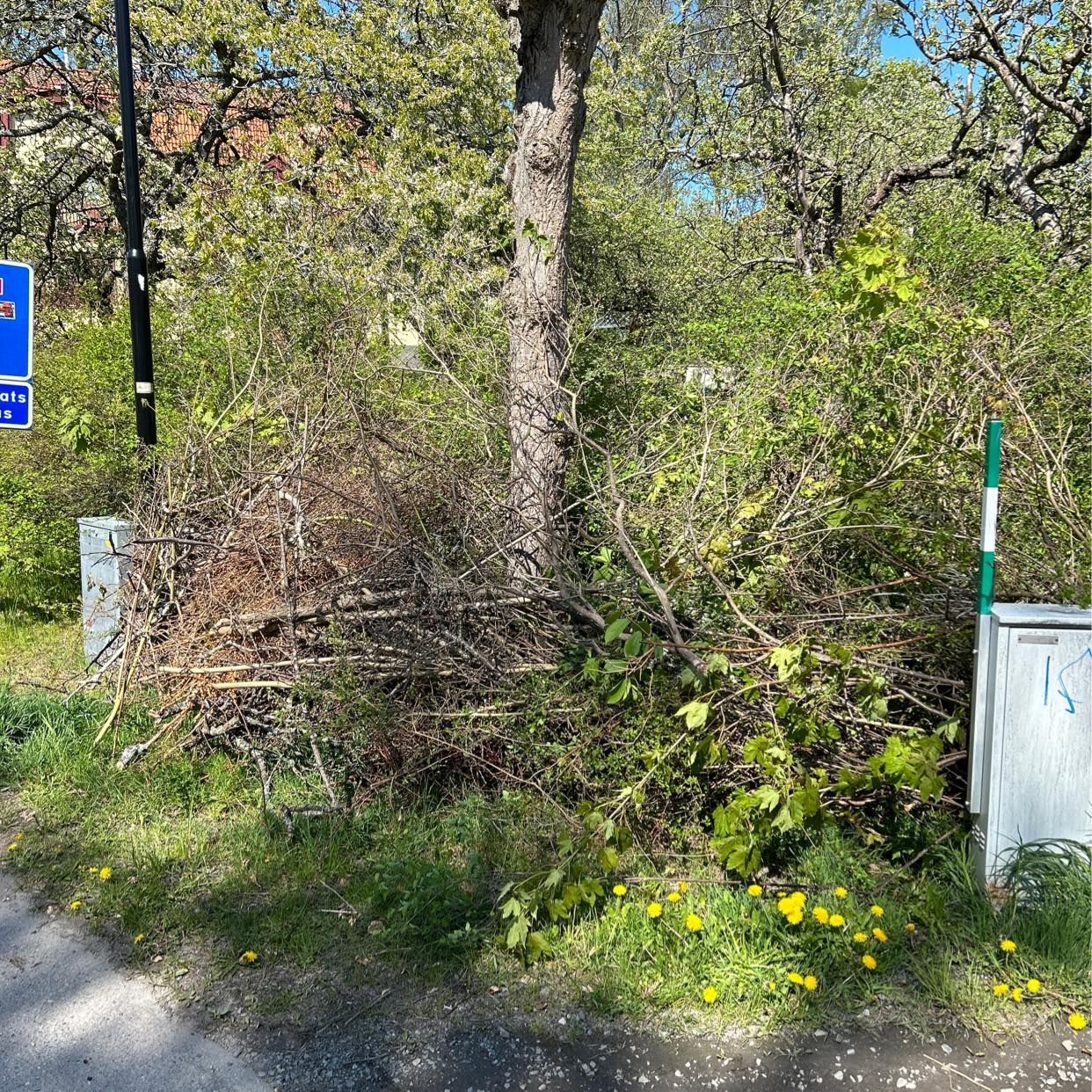 image of Kvistar och grenar - Nacka