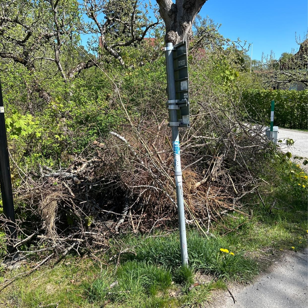 image of Kvistar och grenar - Nacka