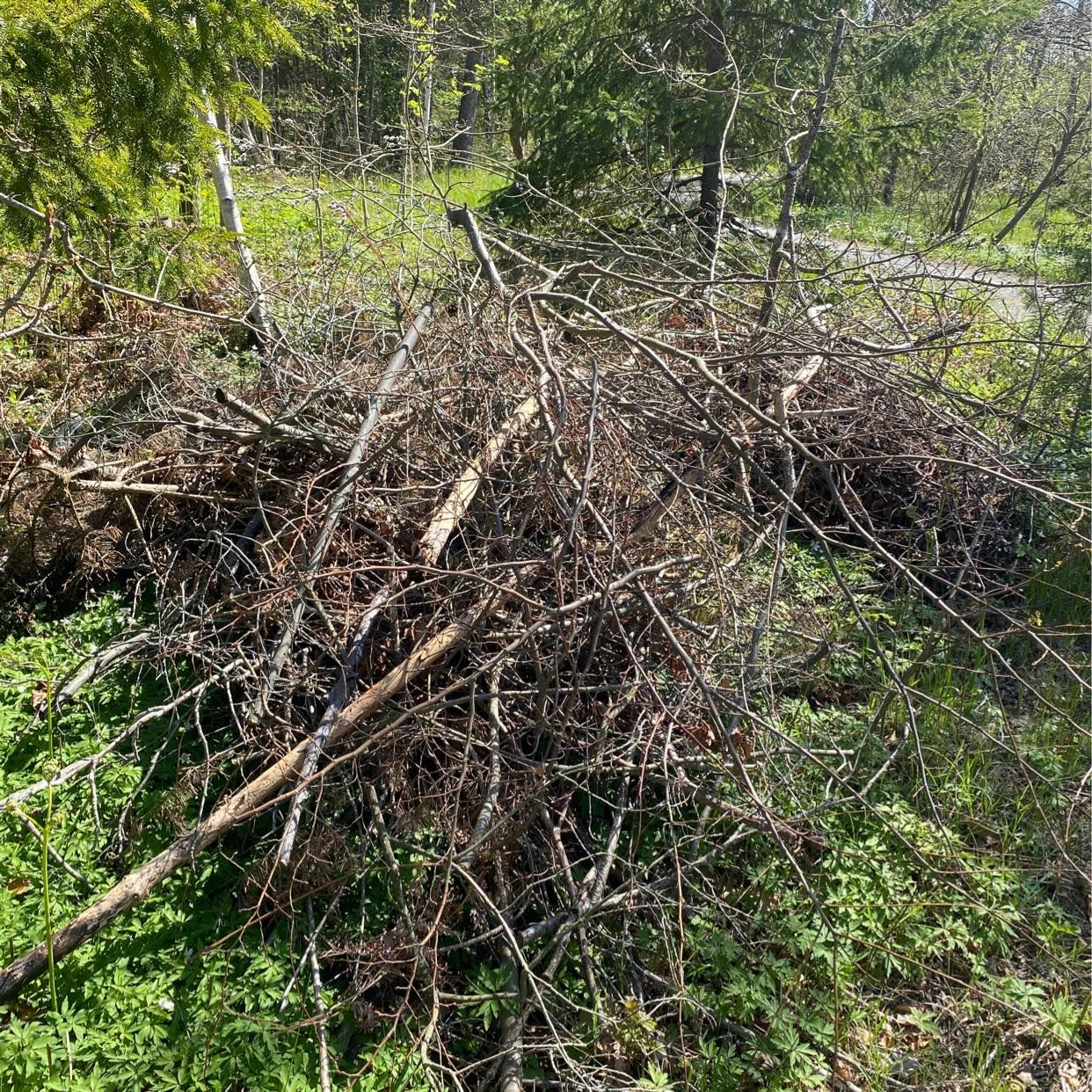 image of Lämna risk och kvistar på - Tofta