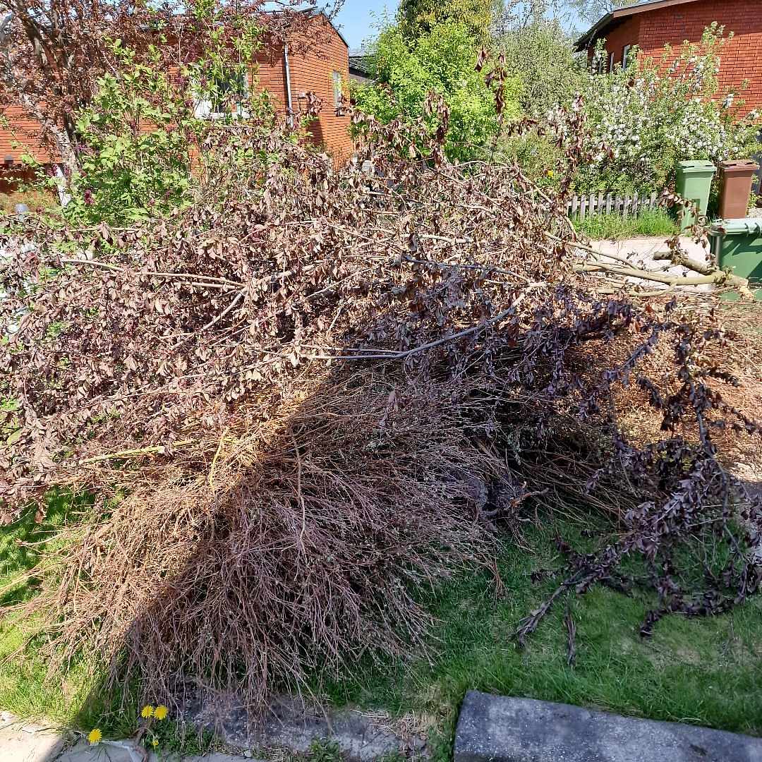 image of Trädkvist ocstaketbuskar - Segeltorp