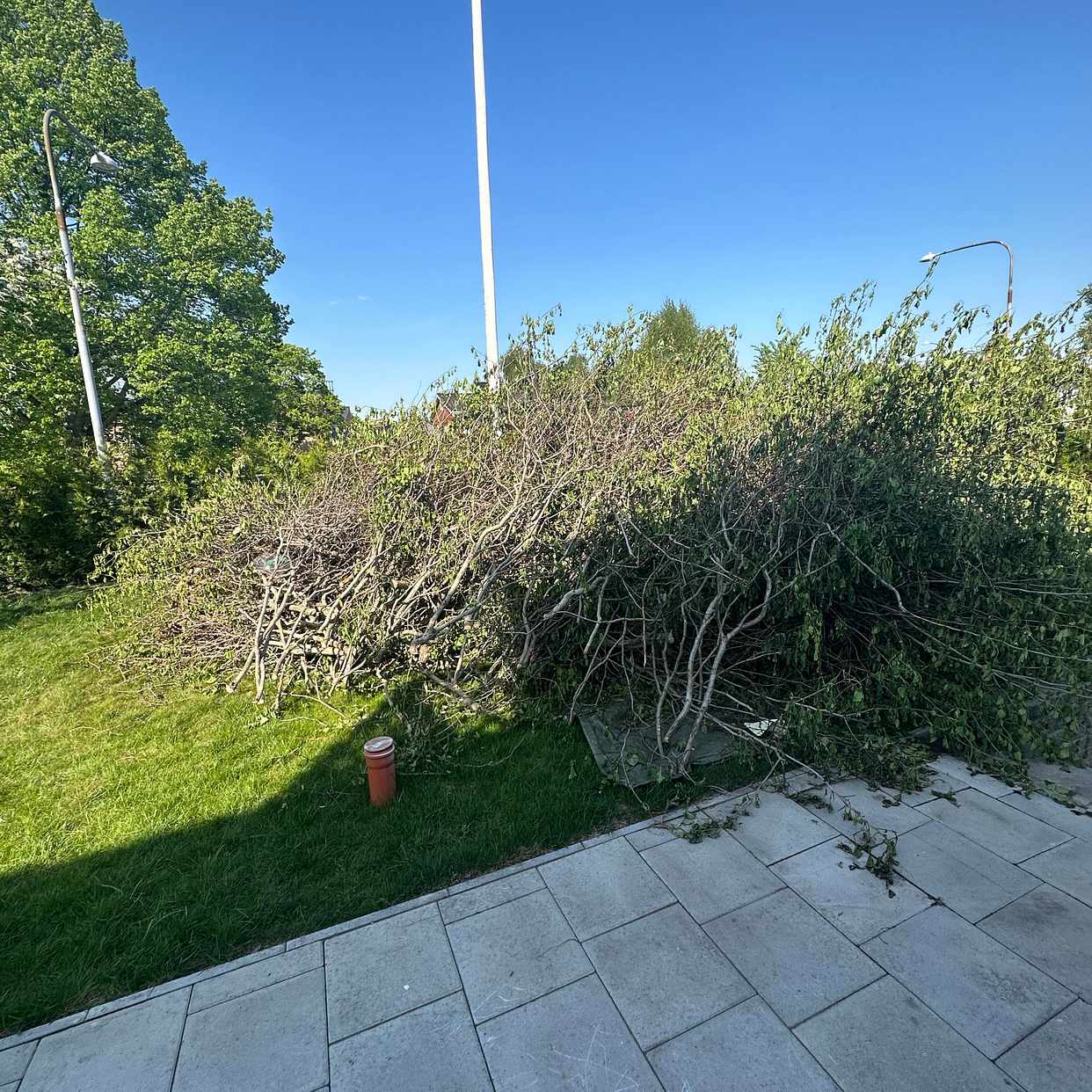 image of Removal of hedge 20meters - Spånga