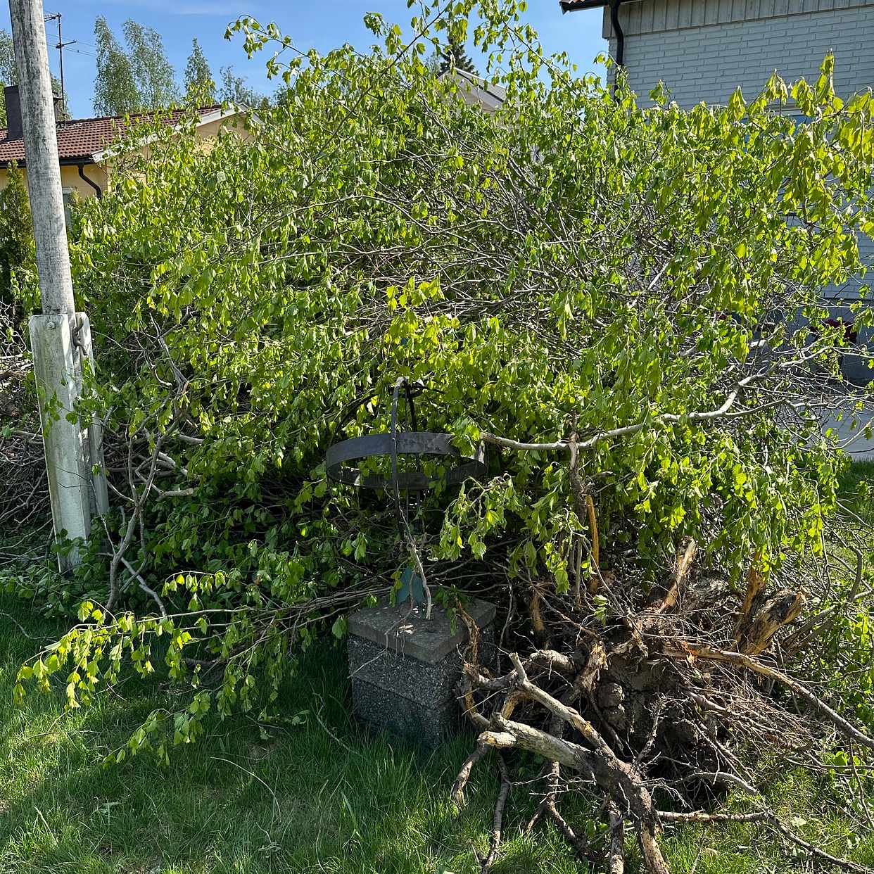 image of Removal of hedge 20meters - Spånga