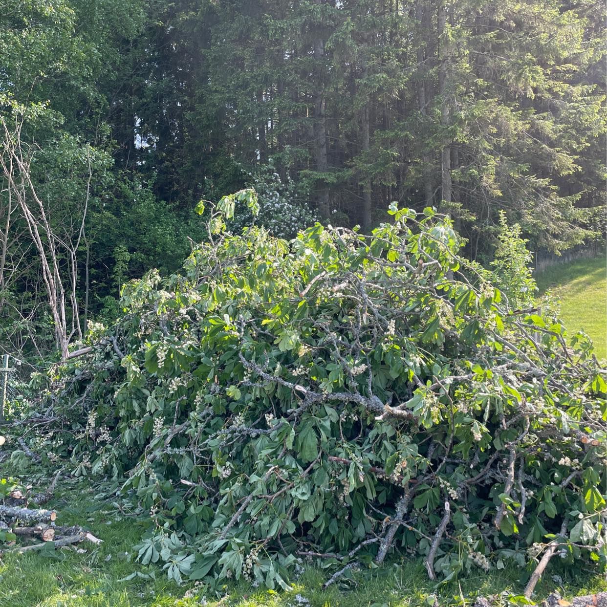 image of Grenar efter träd - Kållekärr