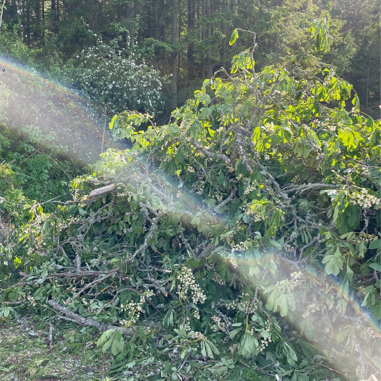 image of Grenar efter träd - Kållekärr