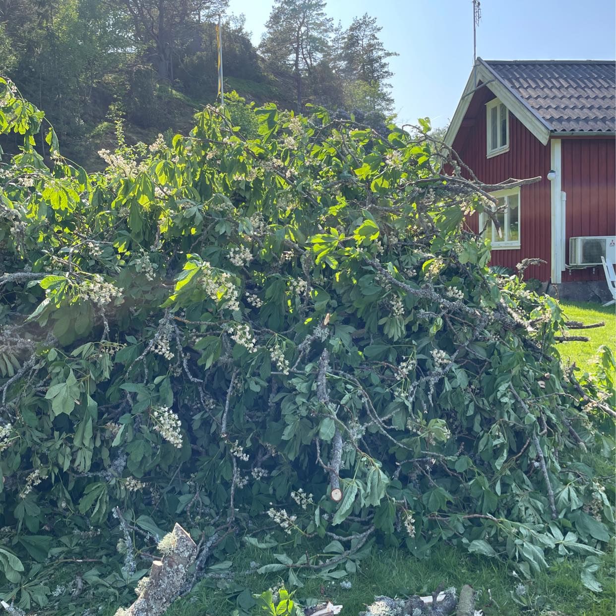 image of Grenar efter träd - Kållekärr