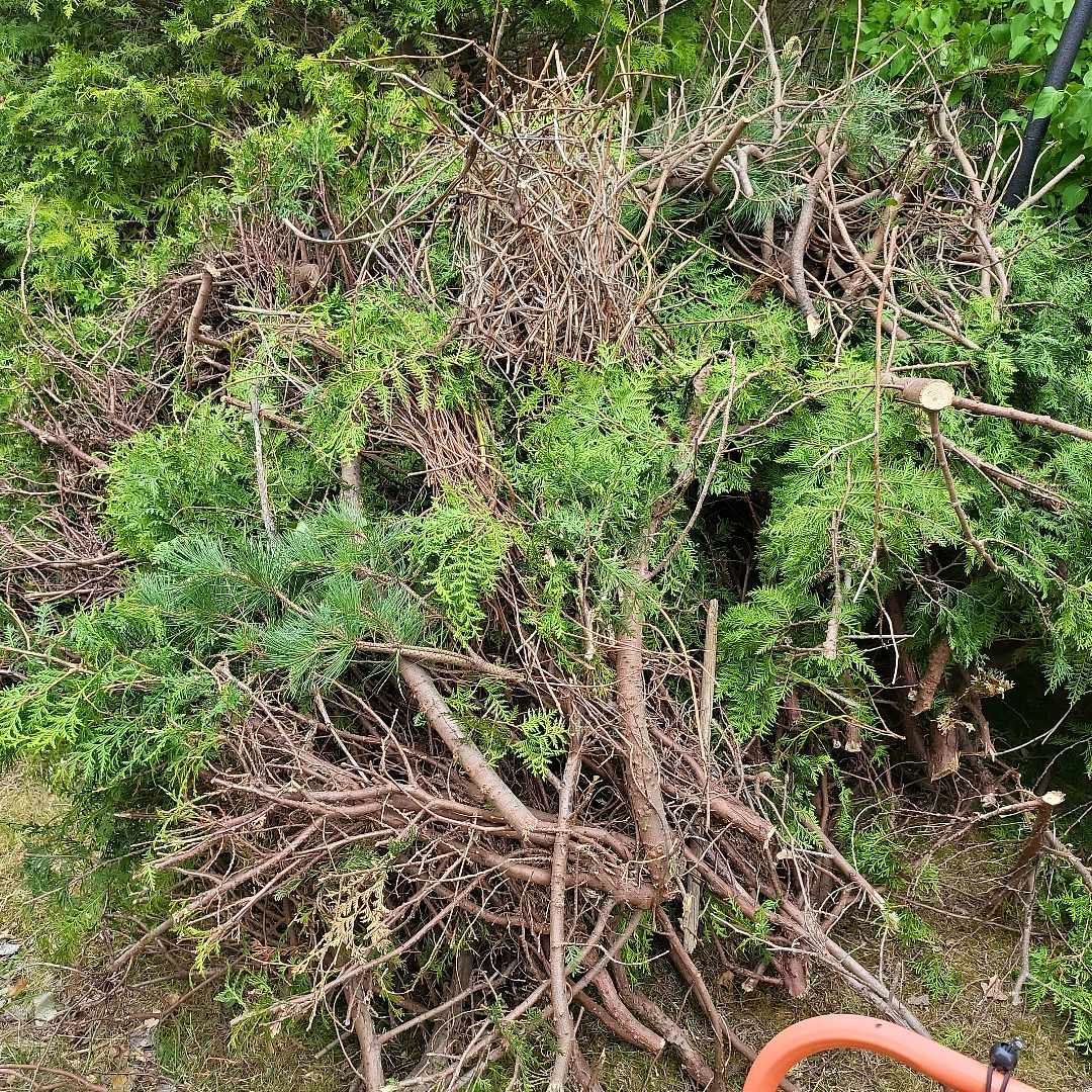 image of Hedge bushes - Sollentuna