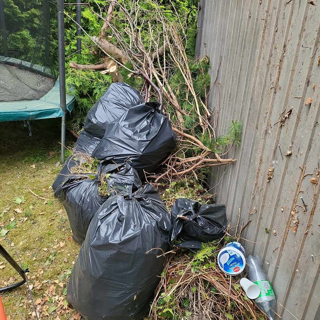 image of Hedge bushes - Sollentuna