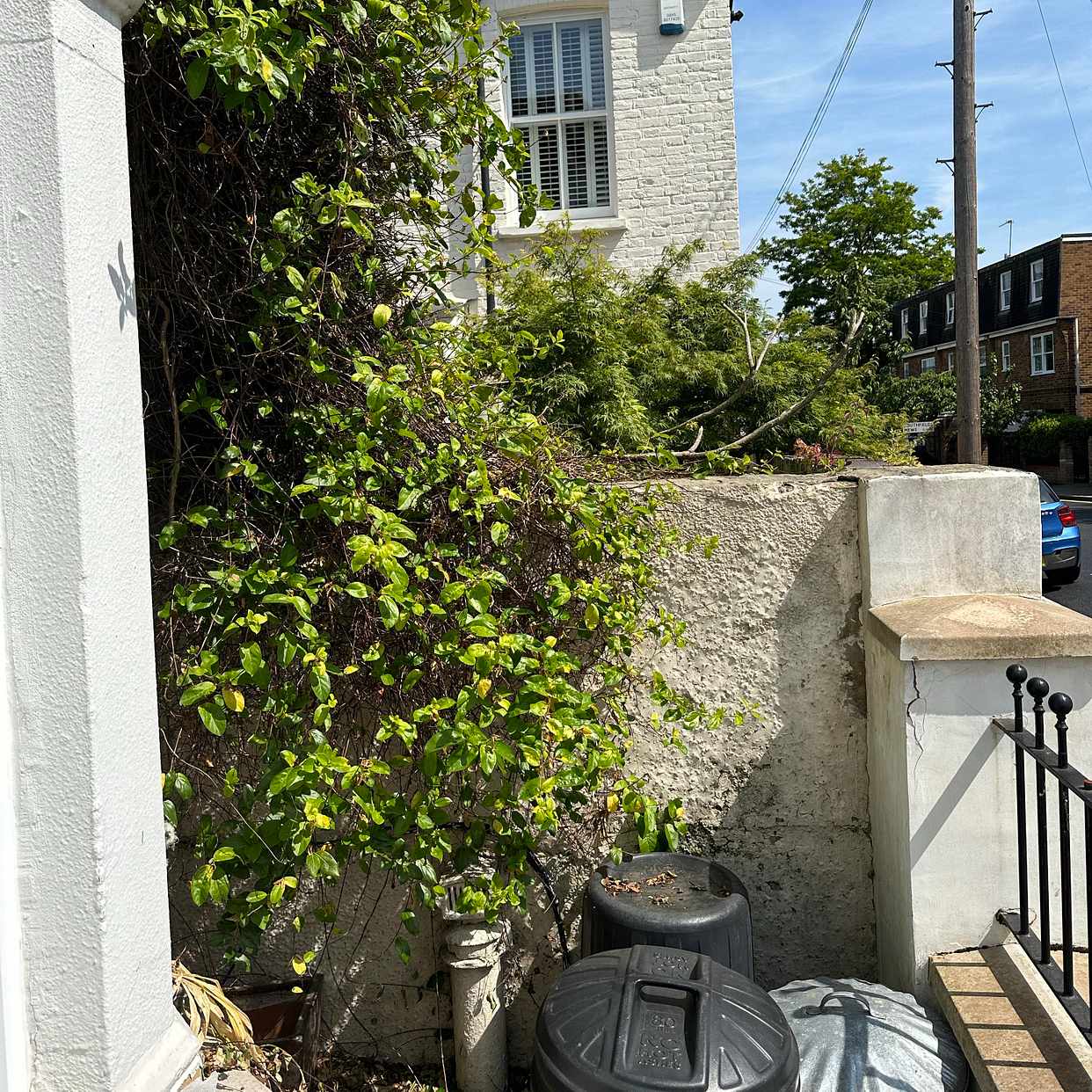 image of Cut down exposed bush - London