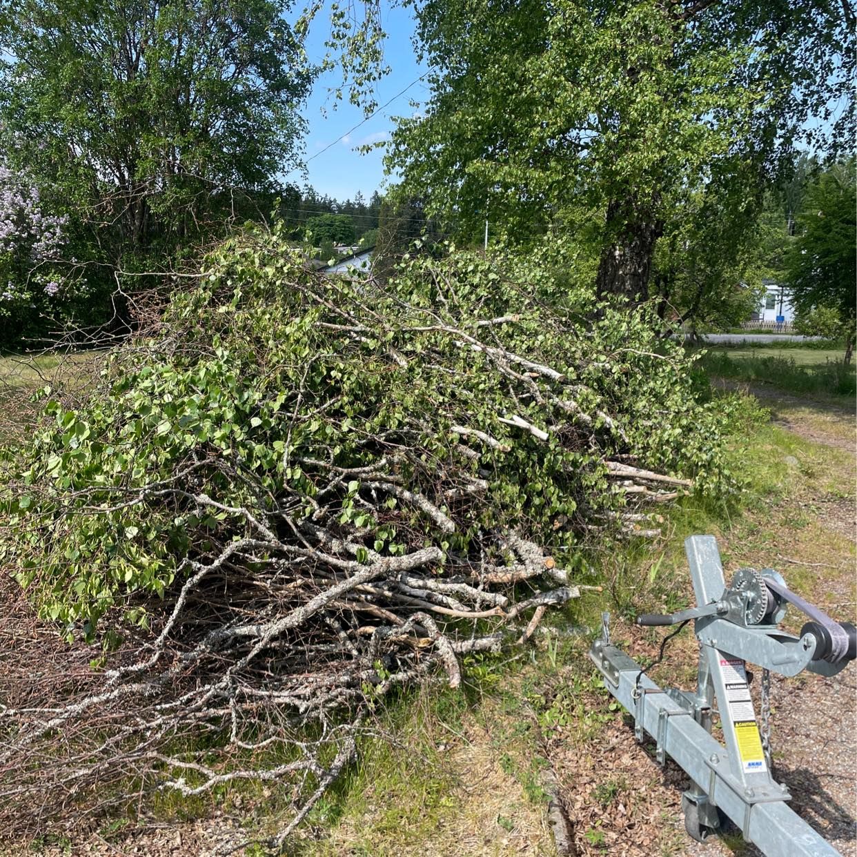 image of Hämta björkris - Tullinge