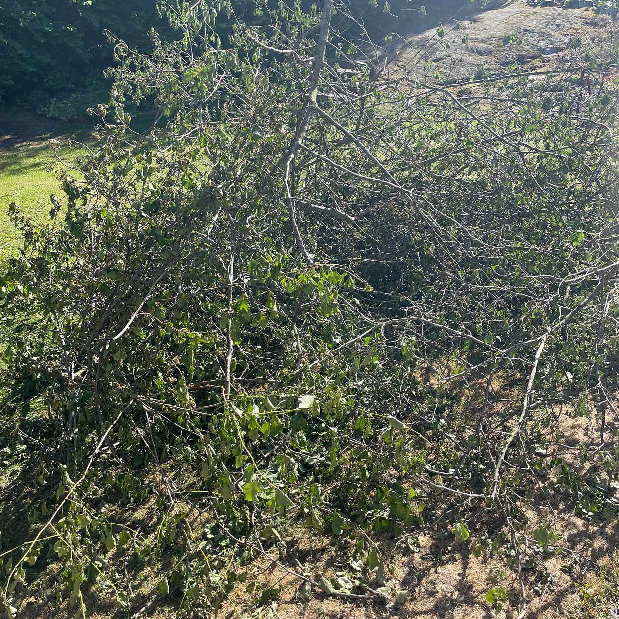 image of Garden waste - Lidingö