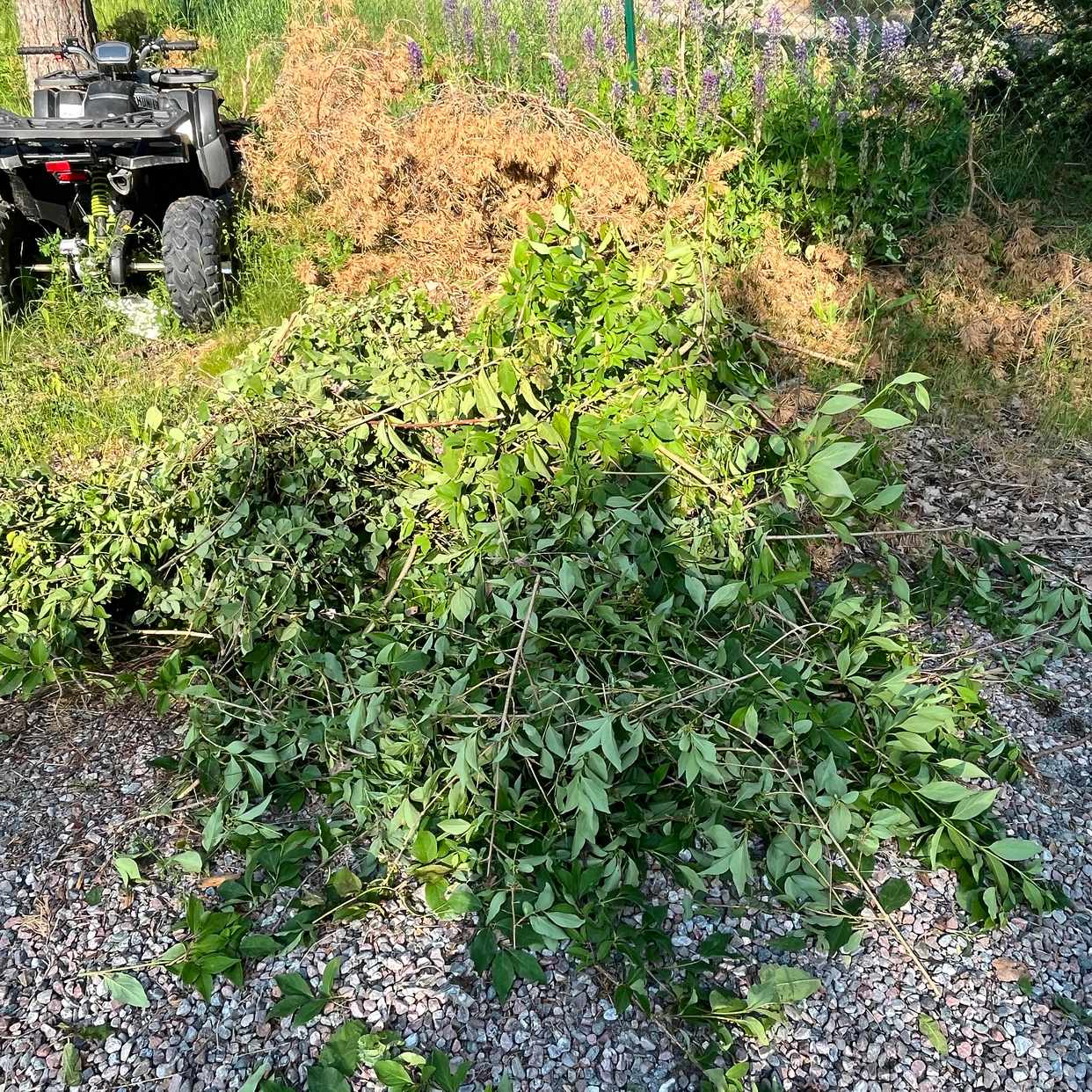 image of Diverse skräp och sly - Ingarö