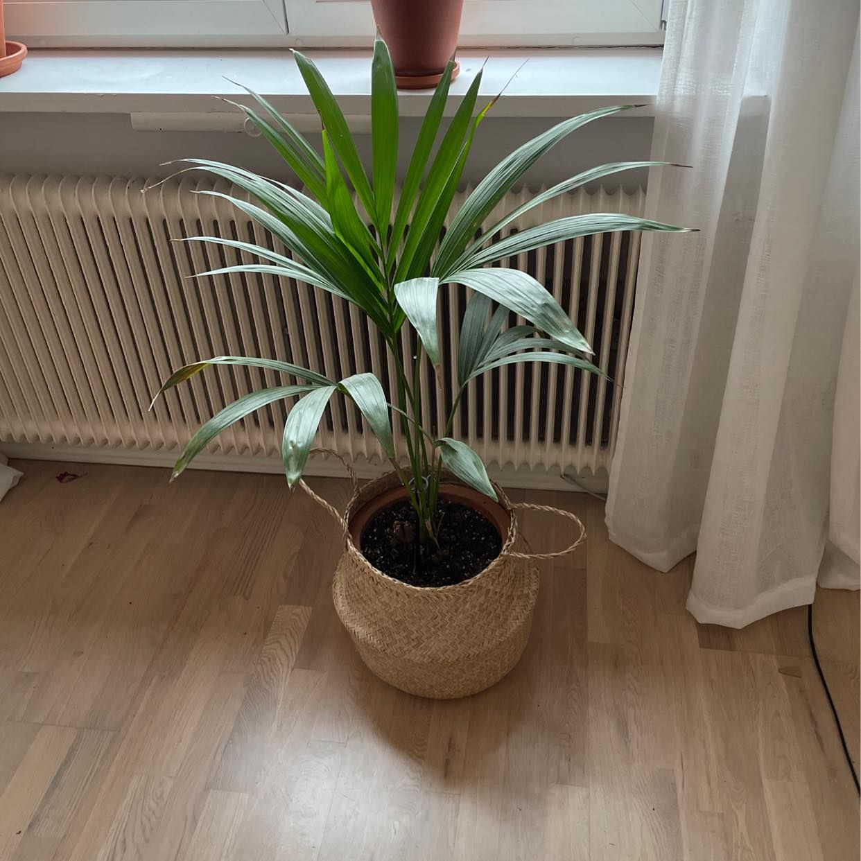 image of Blommor och krukor - Råsunda