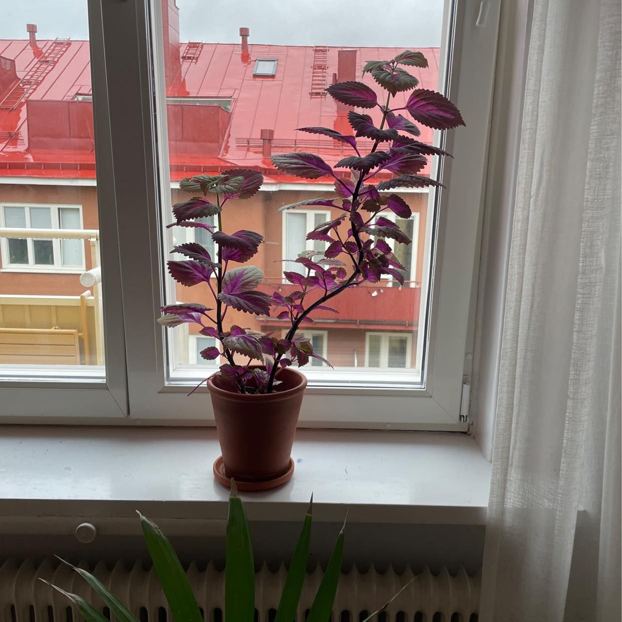 image of Blommor och krukor - Råsunda