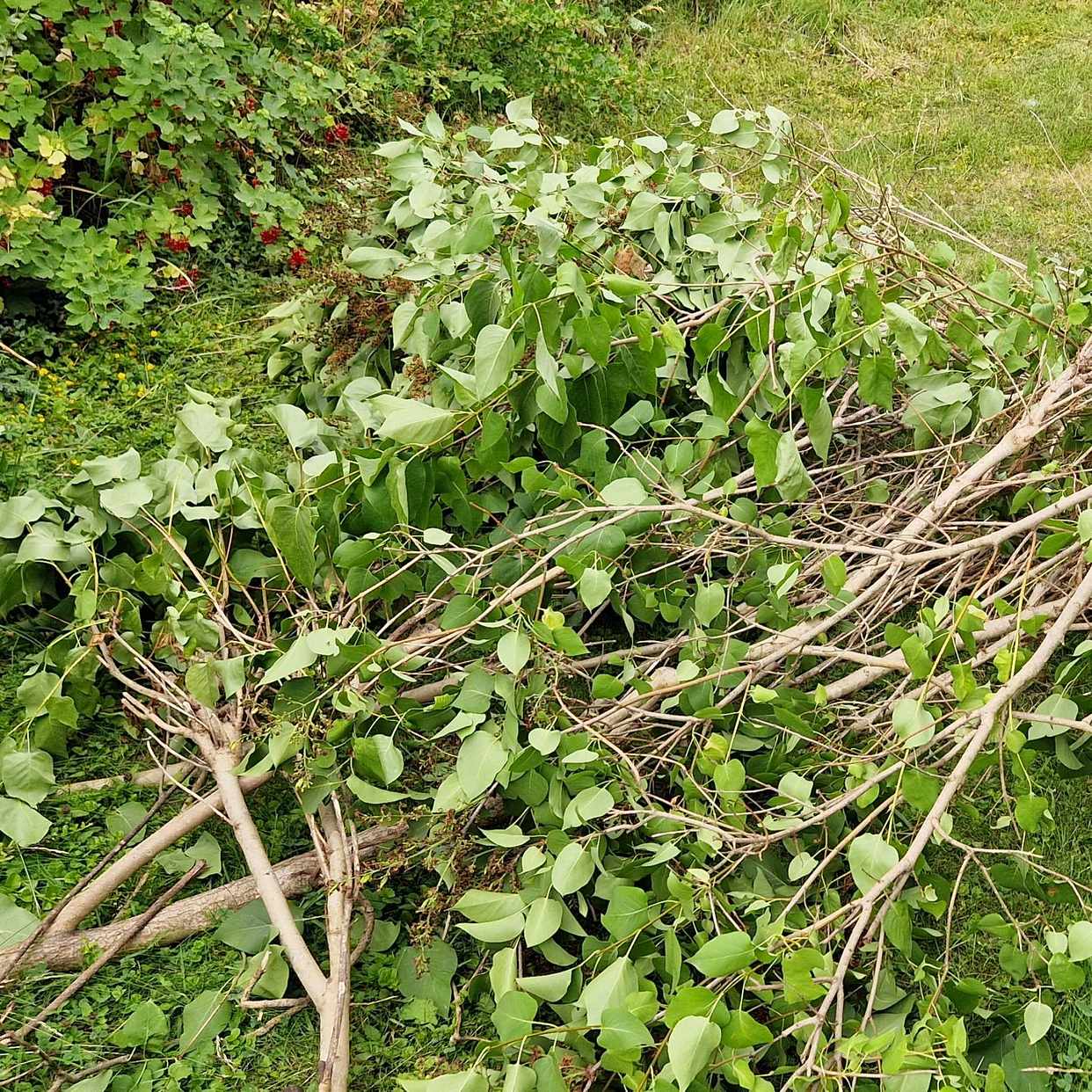 image of Garden waste - Täby