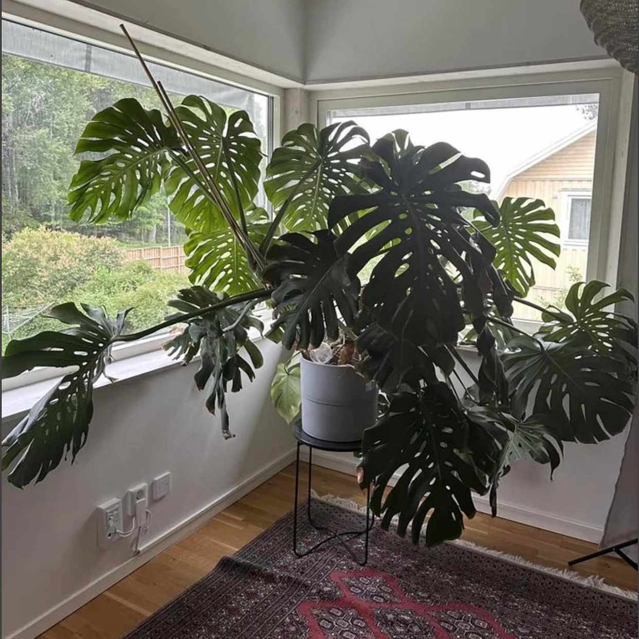 image of Big plant - 