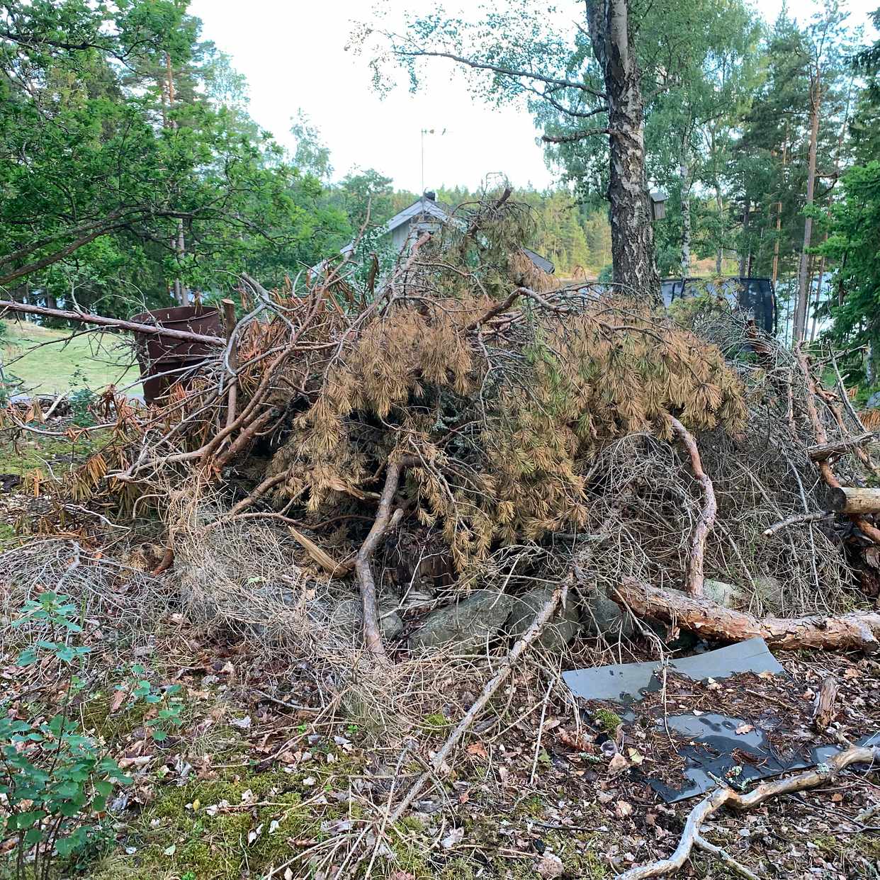 image of Ta bort träd och grenar - Värmdö