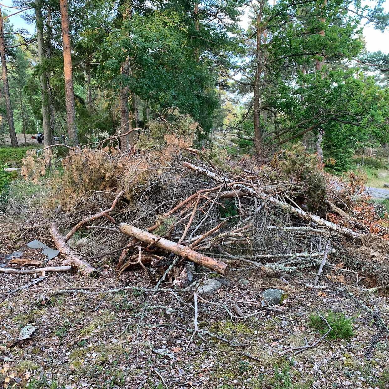 image of Ta bort träd och grenar - Värmdö