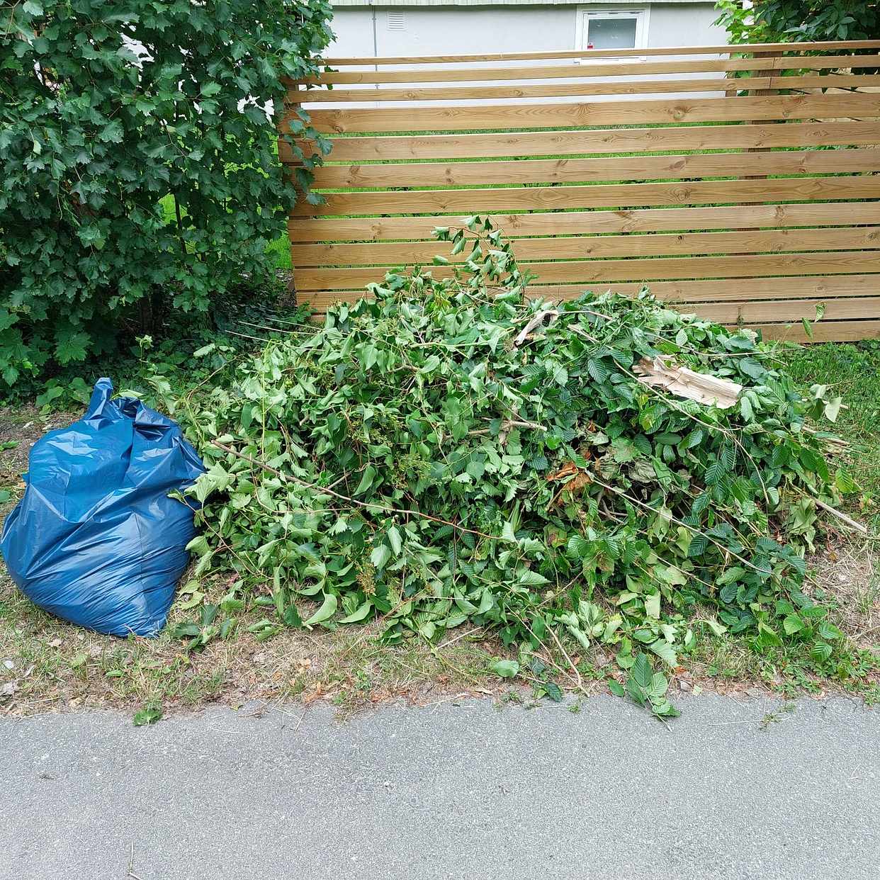 image of Grenar från häck - Bromma