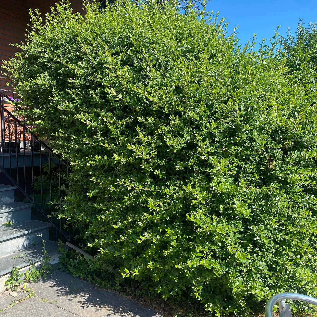 image of Behöver få bort buske - Södertälje