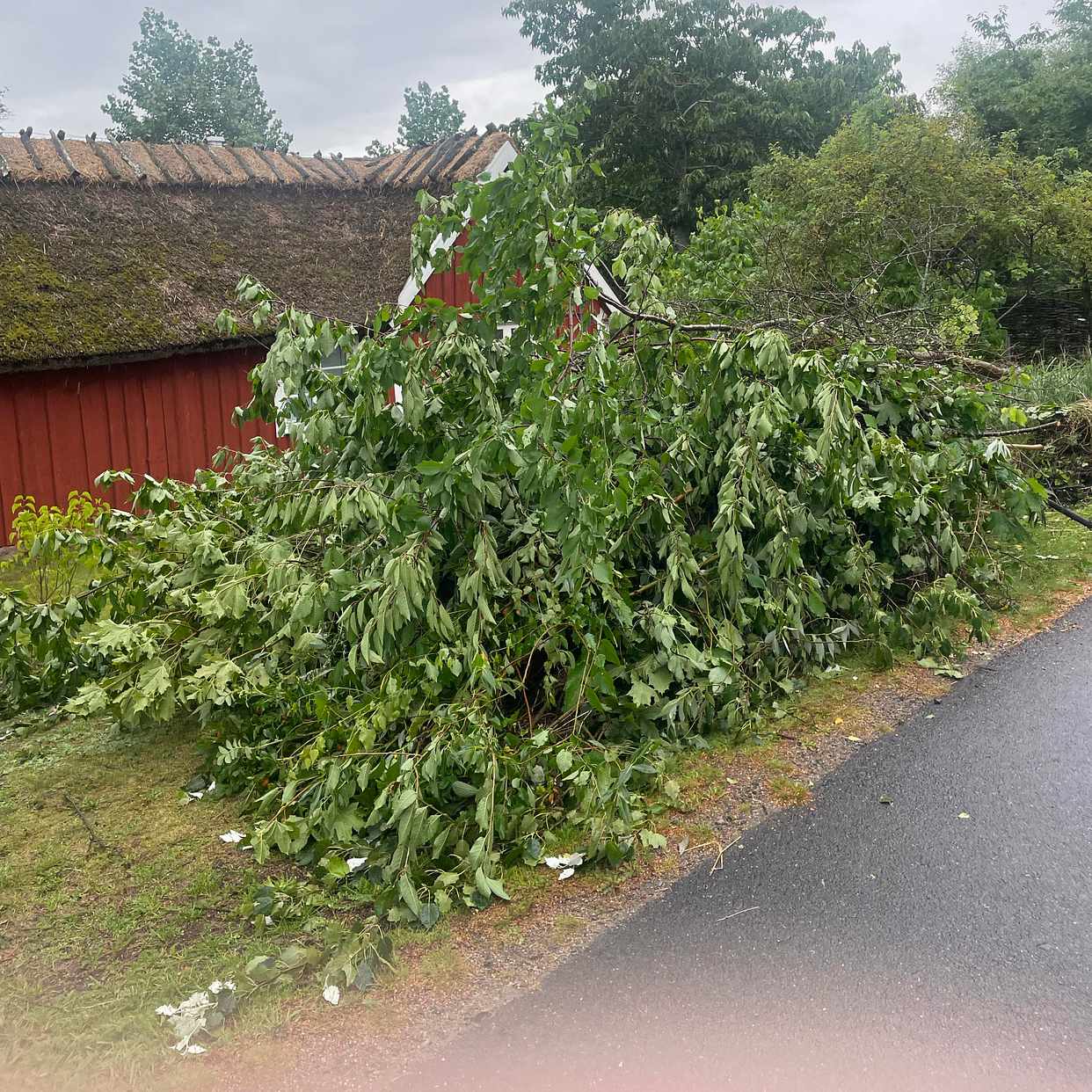 image of Stor hög med grenar/kvist - Falkenberg