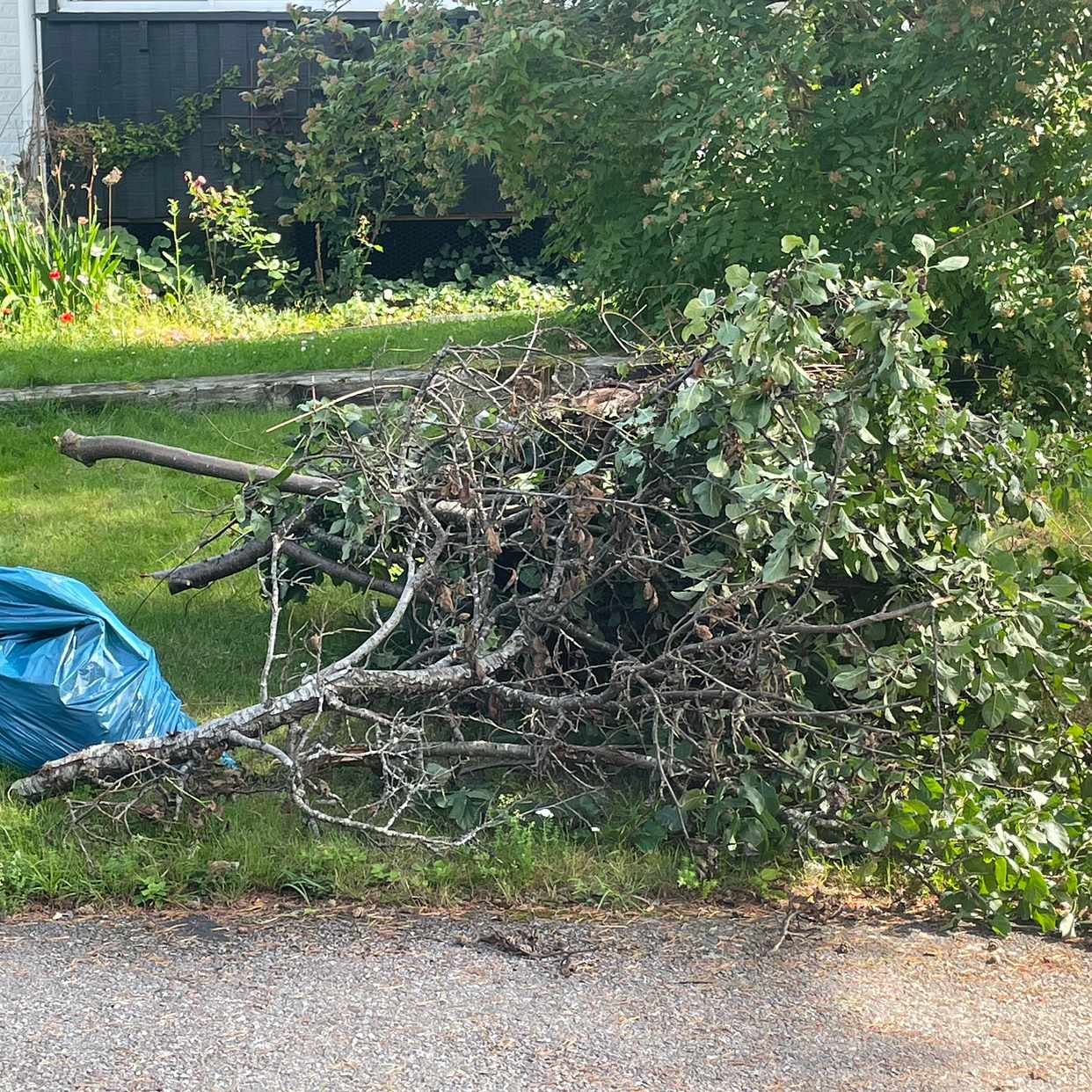 image of Grenar från fruktträd - Vallentuna