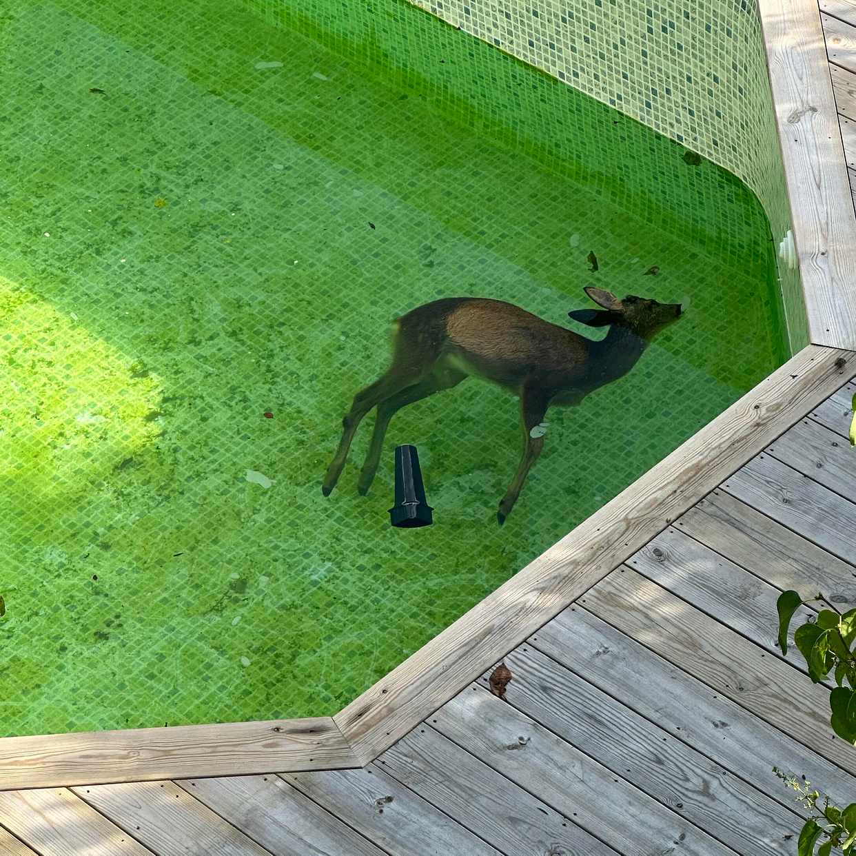 image of Dött rådjur i poolen - 