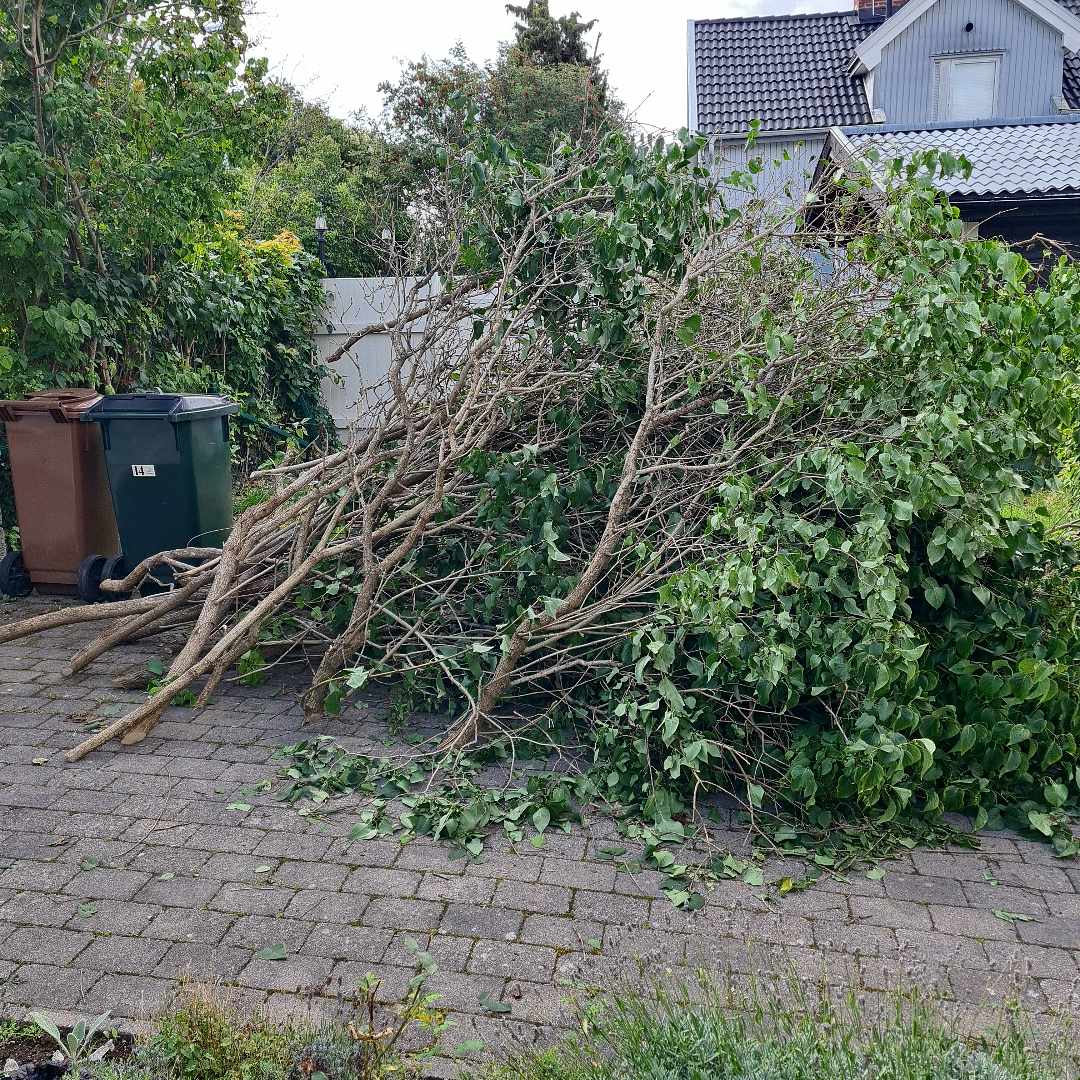 image of Kapad syrenhäck kastas - Spånga