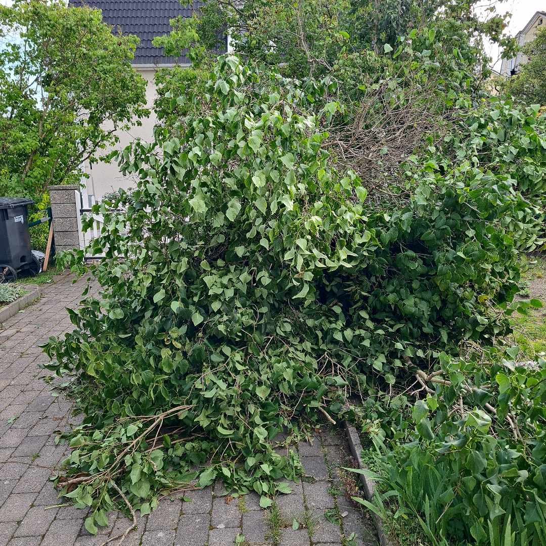 image of Kapad syrenhäck kastas - Spånga